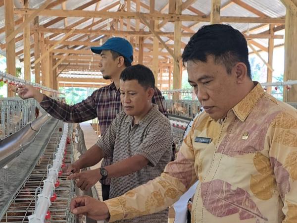 Harga Pakan Ternak Melonjak, Pemprov Sulbar Pasok 438 Ton Jagung SPHP untuk Peternak Ayam