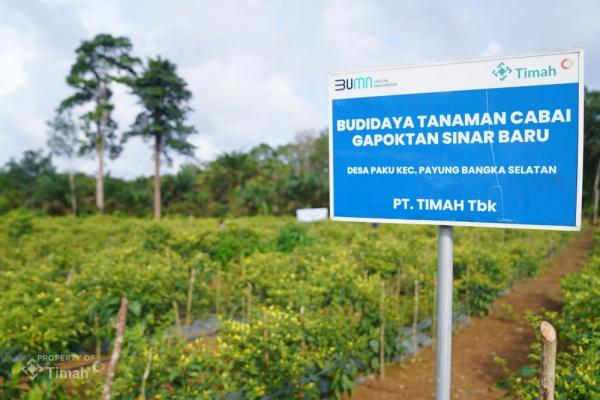 PT Timah Perkuat Ketahanan Pangan, Kembangkan Pertanian hingga Peternakan