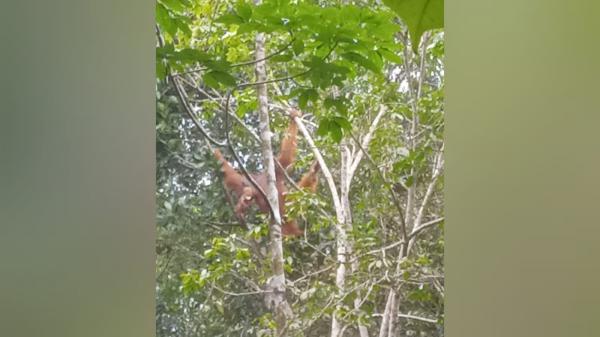 Kabar Baik: Sarang Orangutan Tapanuli Ditemukan di Penyangga Gunung Lubuk Raya Tapsel