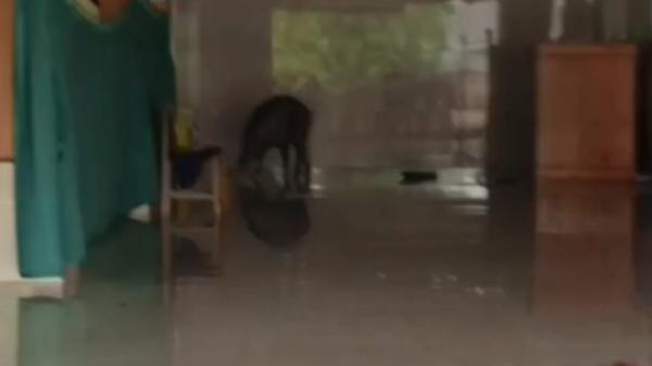 Babi Hutan Mengamuk di Dalam Masjid di Blora, Warga Tembak Mati