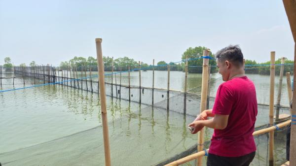 Tambak Diterjang Rob, Petambak Pekalongan Bangkit Lewat Silvofishery dan Mangrove