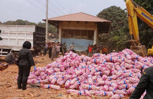 Karantina Musnahkan 29 Ton Bawang Putih Asal China di Batam