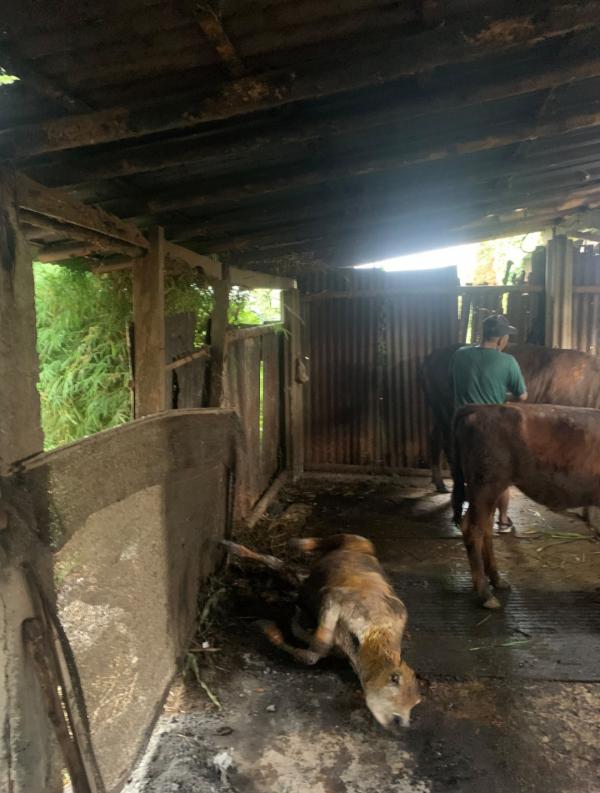 Kebakaran Kandang Ternak di Tamansari, Dua  Kambing Mati dan Dua Sapi Luka Bakar