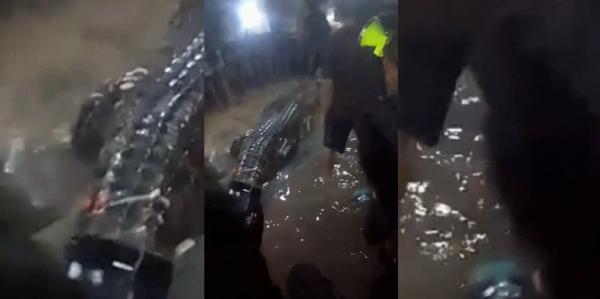 Viral Buaya Diduga Terkam Gadis di Kali Bondo Kodi, Warga Lakukan Pencarian hingga Dini Hari