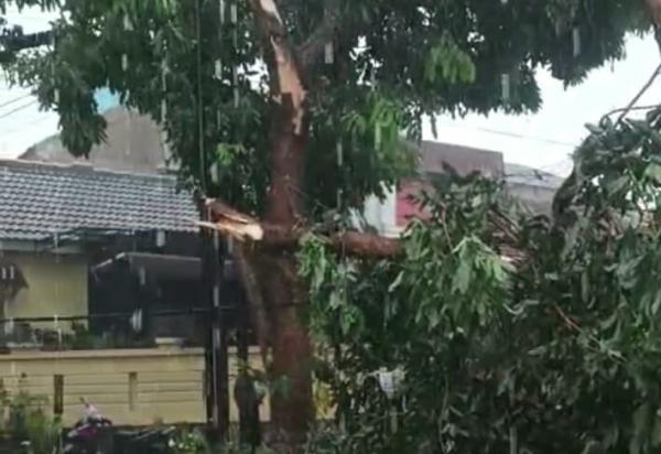 Hujan Disertai Angin Puting Beliung Mengamuk di Padalarang, Rumah Rusak dan Pohon Tumbang