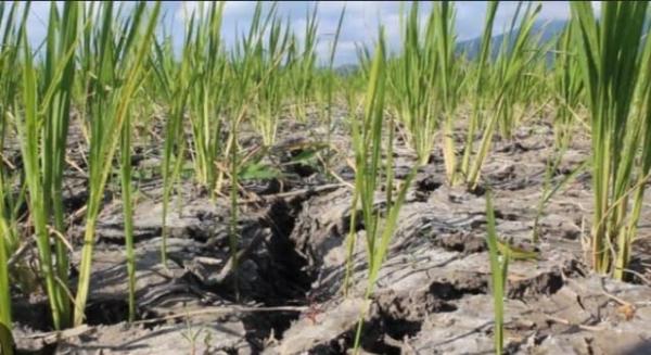 Pasokan Air Irigasi Terbatas, Petani di Leles Cianjur Andalkan Hujan untuk Pengairan Sawah