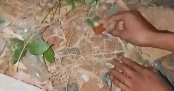 Viral! Warga Malingping Temukan Paket Diduga Sabu di Tepi Jalan