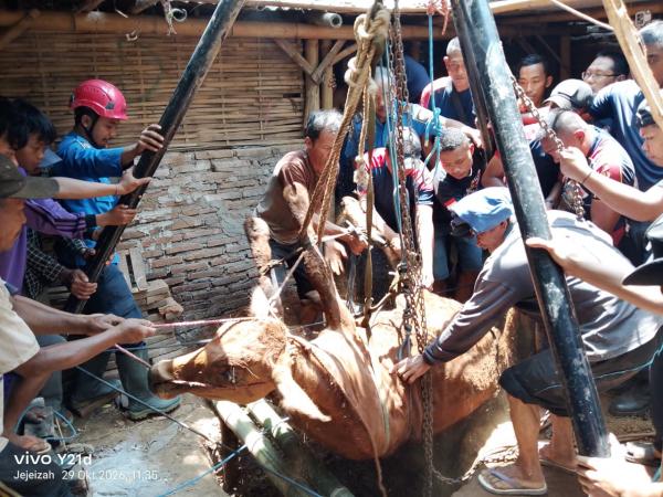 Sapi Terperosok ke Septic Tank Sedalam 4 Meter di Bondowoso, Petugas Damkar Turun Tangan