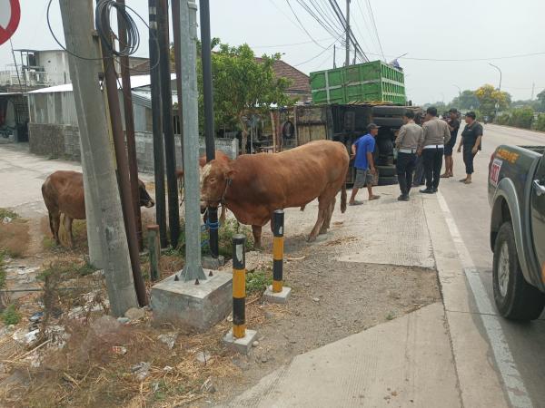 Kronologi Kecelakaan Truk Angkut 9 Ekor Sapi Terguling di Jombang, Hindari Bus Ngeblong