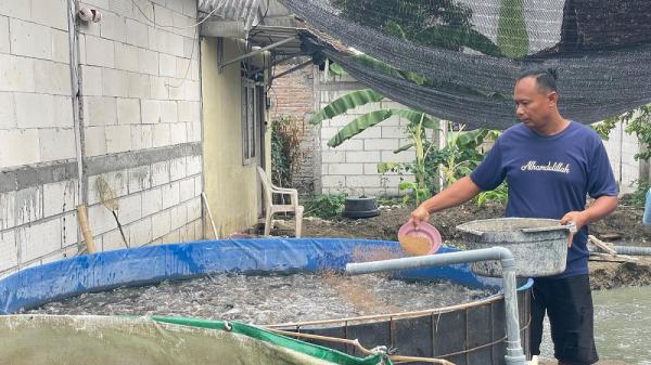 Berawal dari Dua Kolam Bantuan, Warga Bojonegoro Ini Kini Mampu Panen 1 Ton Lele