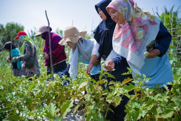 Dari MOL hingga Kompos, Desa Tatar Sumbawa Barat Bangun Kemandirian Perempuan dan Petani Milenial
