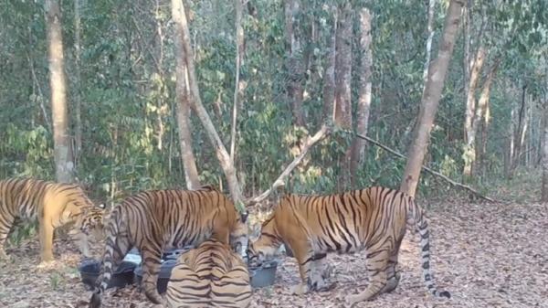 Viral! Lima Harimau Sumatera Terekam Bergantian Minum dari Baskom di Way Kambas