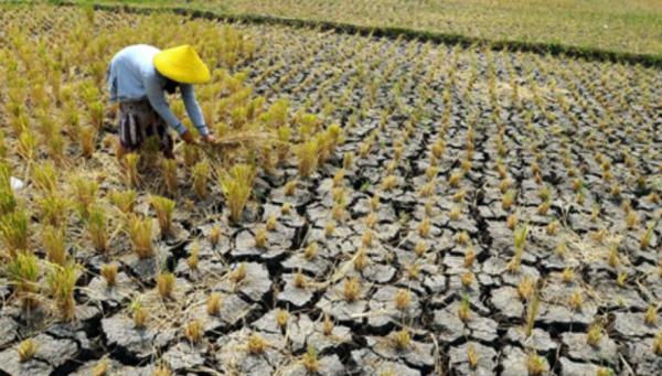 Kekeringan Landa 667 Hektare Sawah, Petani Tangerang Merugi ‎