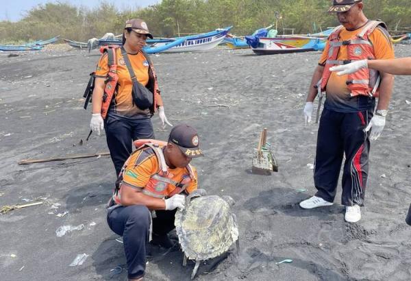 Bangkai Penyu Lekang Ditemukan Membusuk di Pantai Glagah Kulon Progo