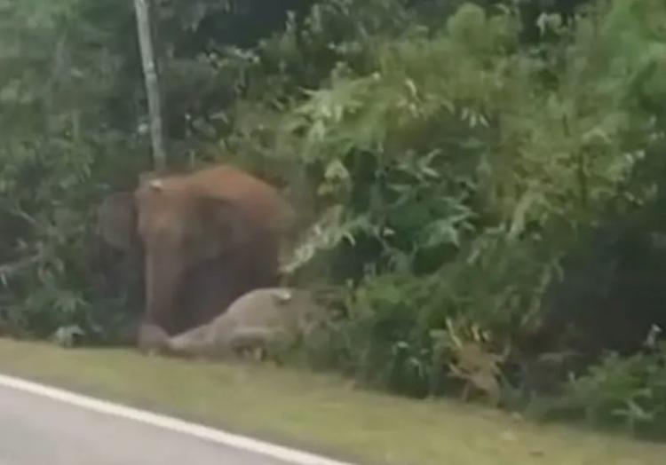 Pilu! Induk Gajah Tolak...