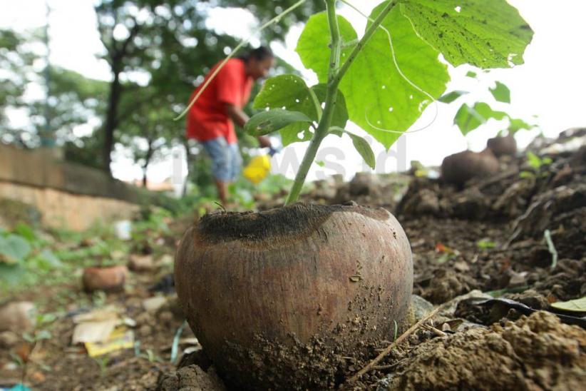 Memanfaatkan Lahan untuk Bercocok Tanam di Tengah Ibu Kota - Bagian 8