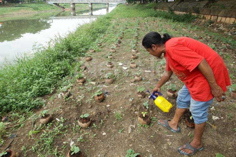 Memanfaatkan Lahan untuk Bercocok Tanam di Tengah Ibu Kota - Bagian 6