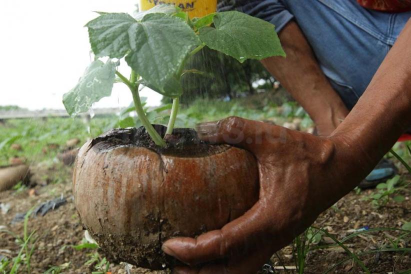 Memanfaatkan Lahan untuk Bercocok Tanam di Tengah Ibu Kota - Bagian 5
