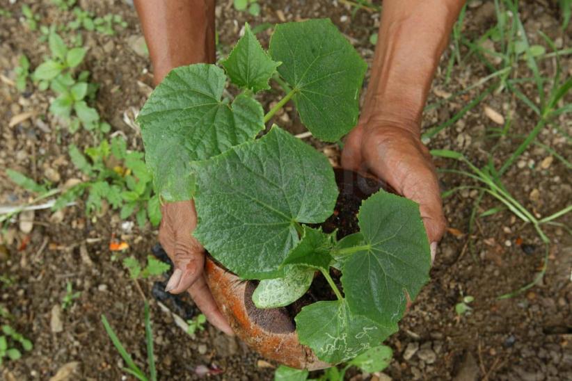 Memanfaatkan Lahan untuk Bercocok Tanam di Tengah Ibu Kota - Bagian 4