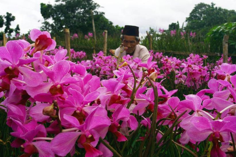 Budidaya Bunga Anggrek di Pamulang - Bagian 6