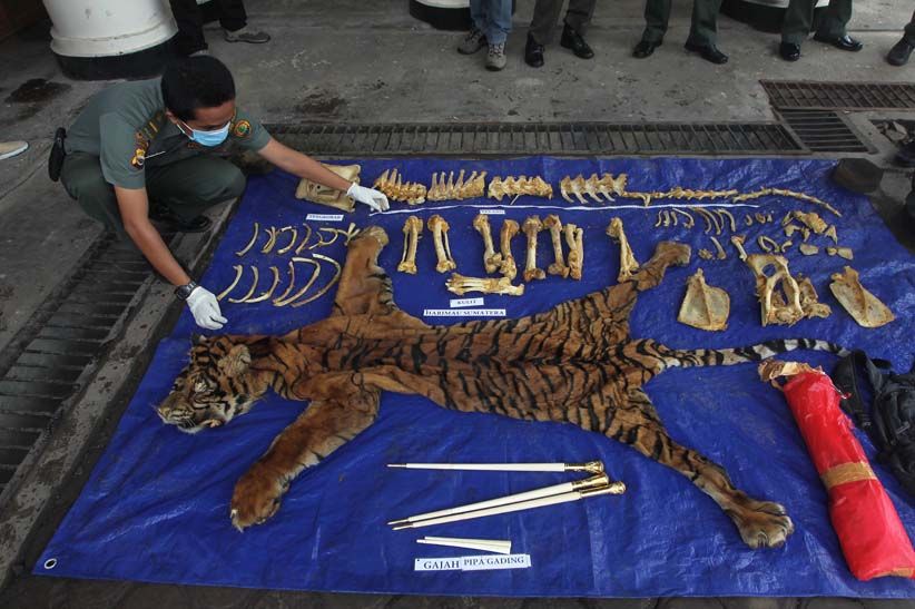 Kulit Harimau Langka Dimusnahkan BKSDA Bengkulu - Bagian 1
