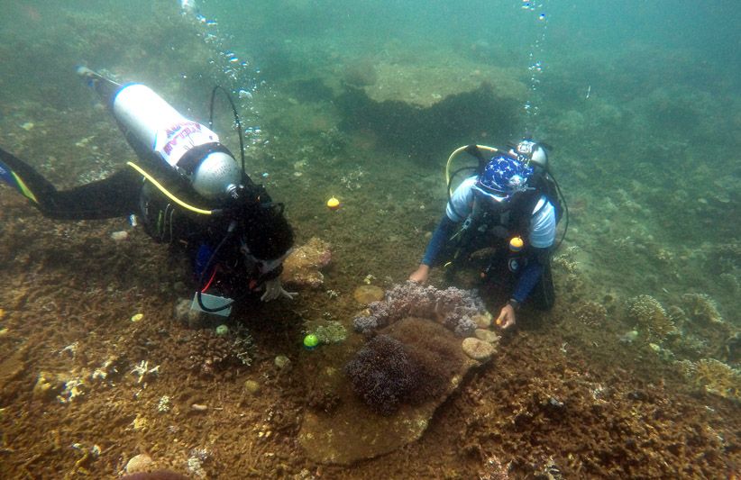 48 Jam Amati Biota Laut di Bangsring Underwater Banyuwangi - Bagian 1
