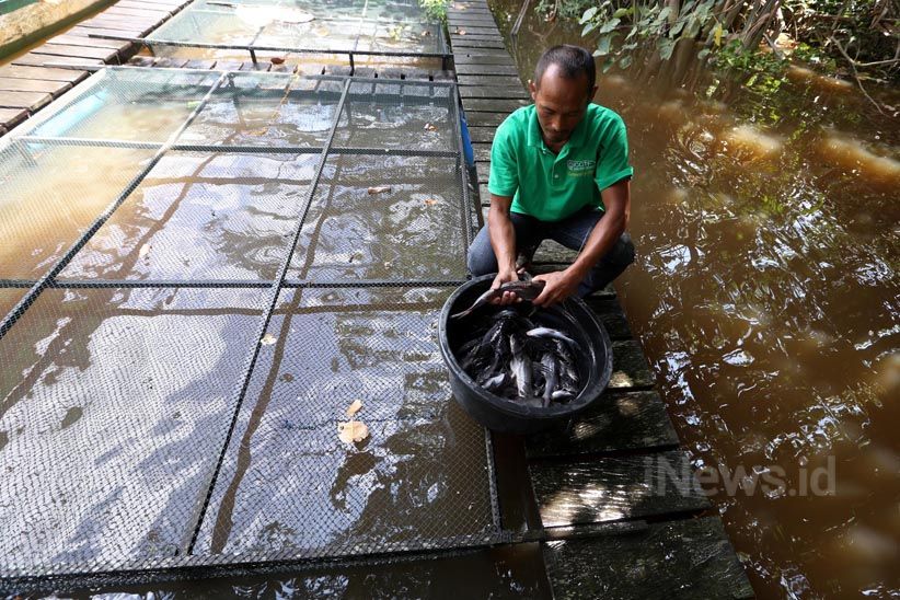Budidaya Ikan Air Tawar dengan Keramba Jaring Apung - Bagian 3