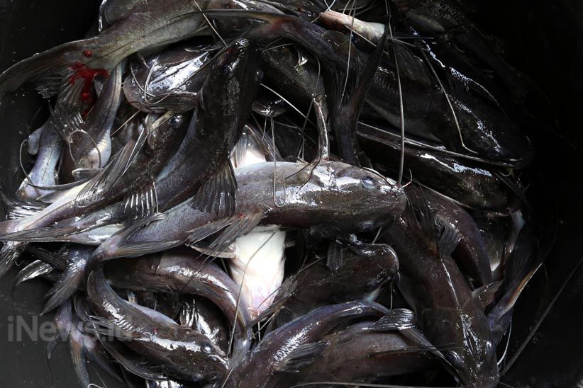 Budidaya Ikan Air Tawar dengan Keramba Jaring Apung - Bagian 10