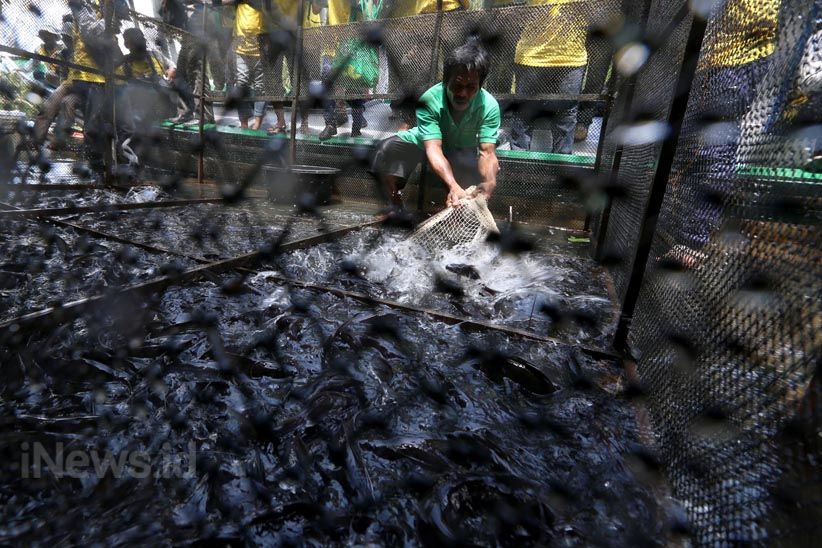 Budidaya Ikan Air Tawar dengan Keramba Jaring Apung - Bagian 1
