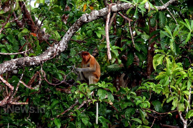 Menjelajahi Suaka Margasatwa Sungai Lamandau di Kalimantan Tengah  - Bagian 6