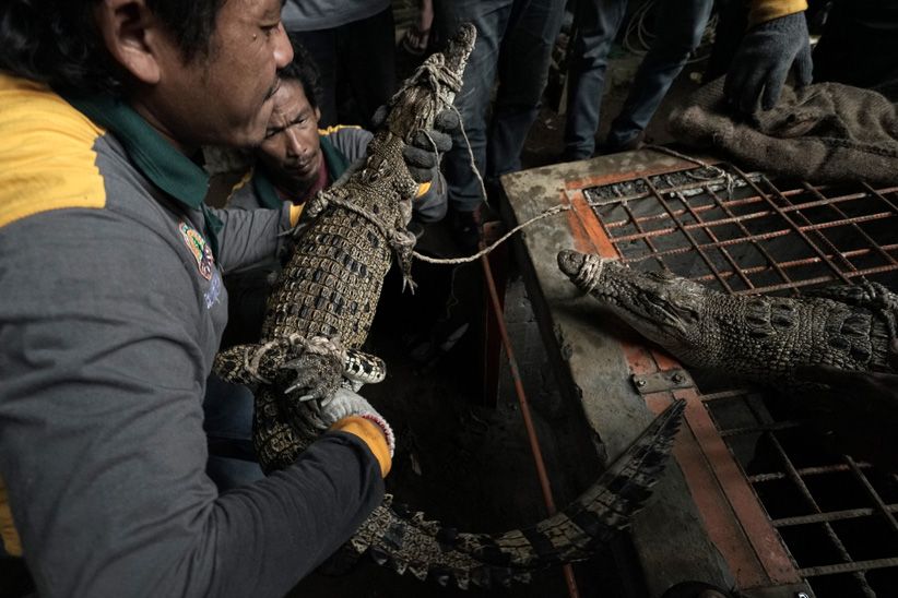 BKSDA Jateng Amankan 8 Buaya Milik Warga - Bagian 2