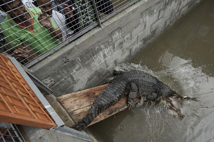 BKSDA Jateng Amankan 8 Buaya Milik Warga - Bagian 1
