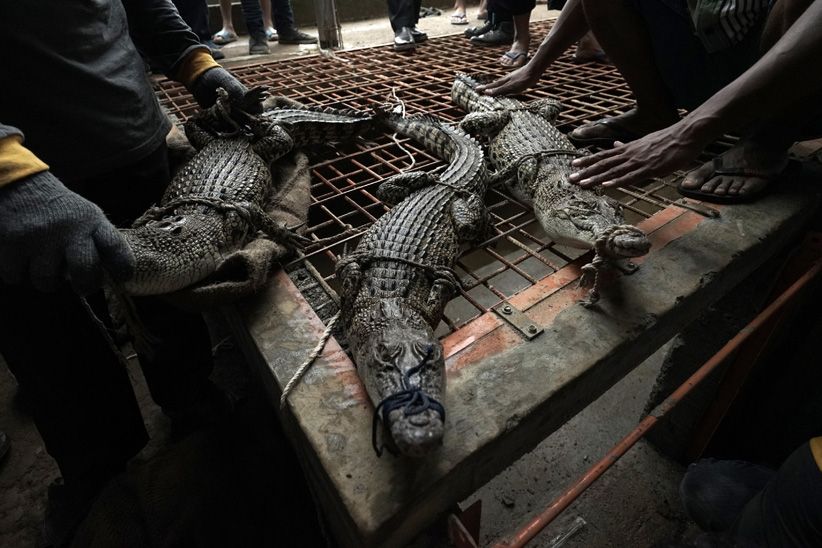 BKSDA Jateng Amankan 8 Buaya Milik Warga - Bagian 3