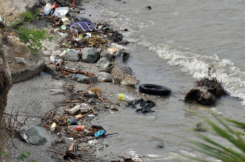 Buaya Terjerat Ban Bekas Kembali ke Habitat - Bagian 2