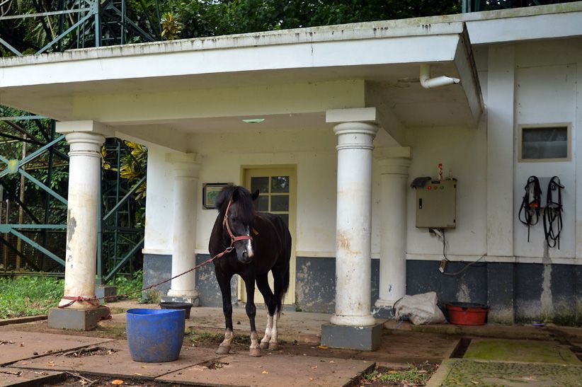 KPK Titip Kuda Pemberian Warga Sumba untuk Jokowi di Istana Bogor - Bagian 2