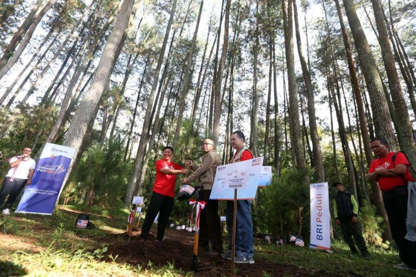 Peduli Lingkungan, Bank BRI Tanam 123 Bibit Pohon Pinus - Bagian 1