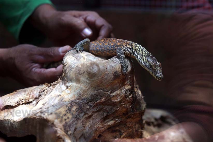 11 Anak Komodo Menambah Koleksi Kebun Binatang Surabaya - Bagian 4
