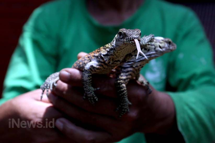 11 Anak Komodo Menambah Koleksi Kebun Binatang Surabaya - Bagian 1