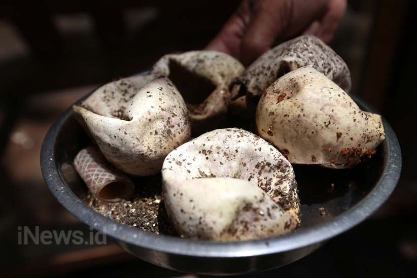 11 Anak Komodo Menambah Koleksi Kebun Binatang Surabaya - Bagian 11