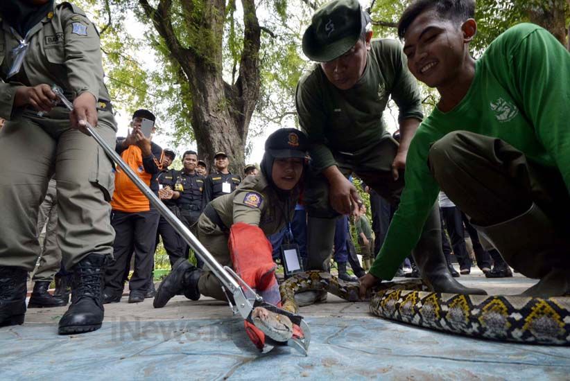 Satwa Liar Sering Muncul, Petugas Ini Dibekali Penanganan Hewan Buas - Bagian 7