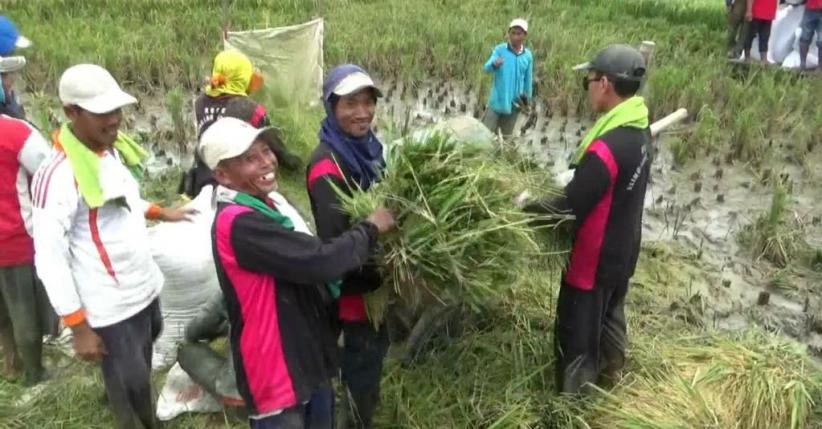Produksi Padi di Bojonegoro Turun 120.000 Ton