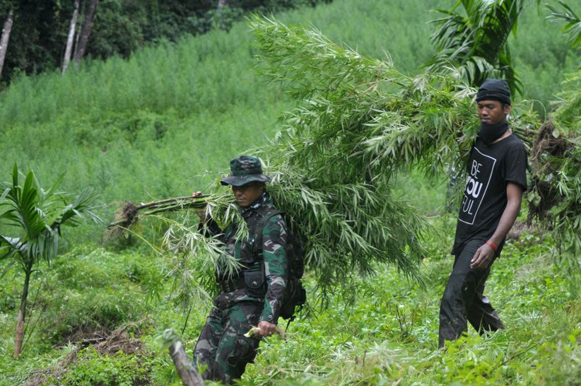 Polri bersama TNI dan BNN Musnahkan Ladang Ganja Seluas 9 Hektare  - Bagian 2