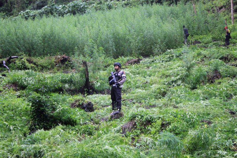 Polri bersama TNI dan BNN Musnahkan Ladang Ganja Seluas 9 Hektare  - Bagian 1