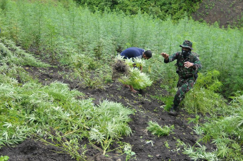 Polri bersama TNI dan BNN Musnahkan Ladang Ganja Seluas 9 Hektare  - Bagian 3