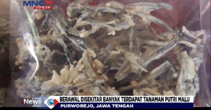 Keripik Putri Malu, Penganan Unik yang Kaya Manfaat