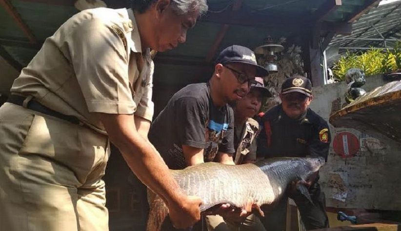 Nelayan Tangkap Ikan Arapaima Gigas Seberat 30 Kg di Kali Surabaya