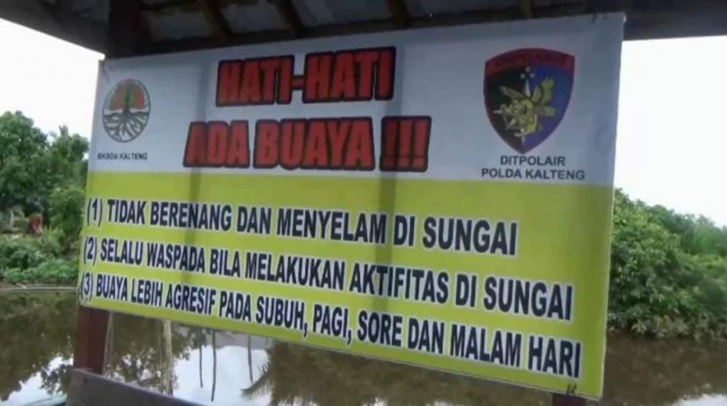 Habitat Rusak Dinilai jadi Penyebab Buaya Bermigrasi ke Permukiman