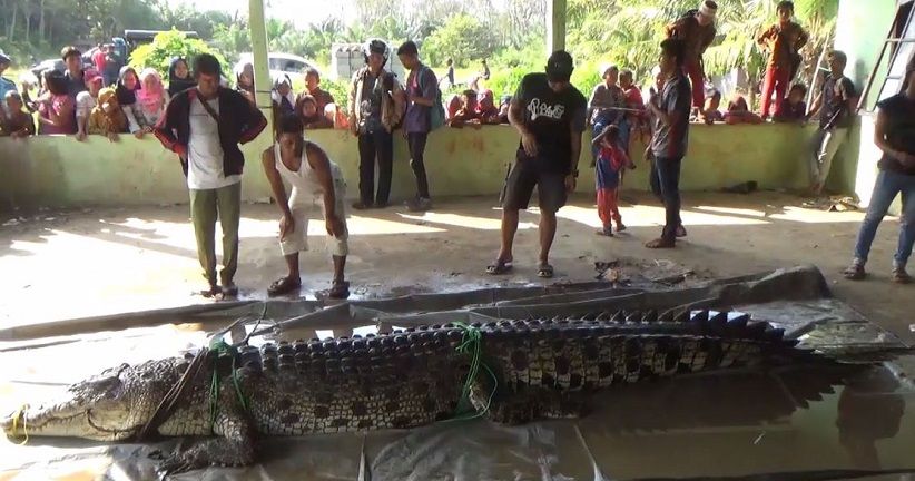 Buaya Raksasa Ditangkap dari Sungai, Diduga Pernah Menyerang Warga