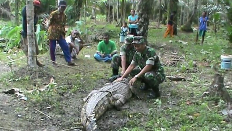Buaya 3 Meter Ditangkap Warga Saat Hendak Memangsa Ternak di Jambi