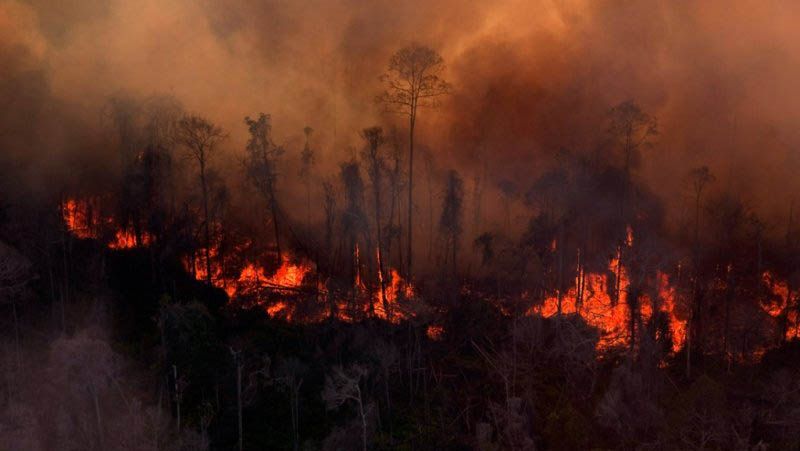 Cagar Alam Habitat Komodo di Pulau Flores Terbakar